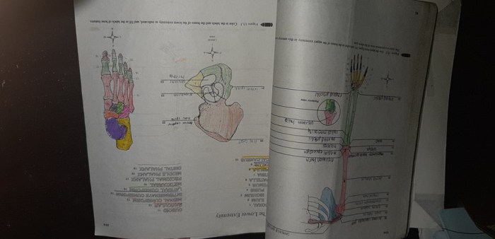 Human anatomy and physiology laboratory manual 13th edition answer key